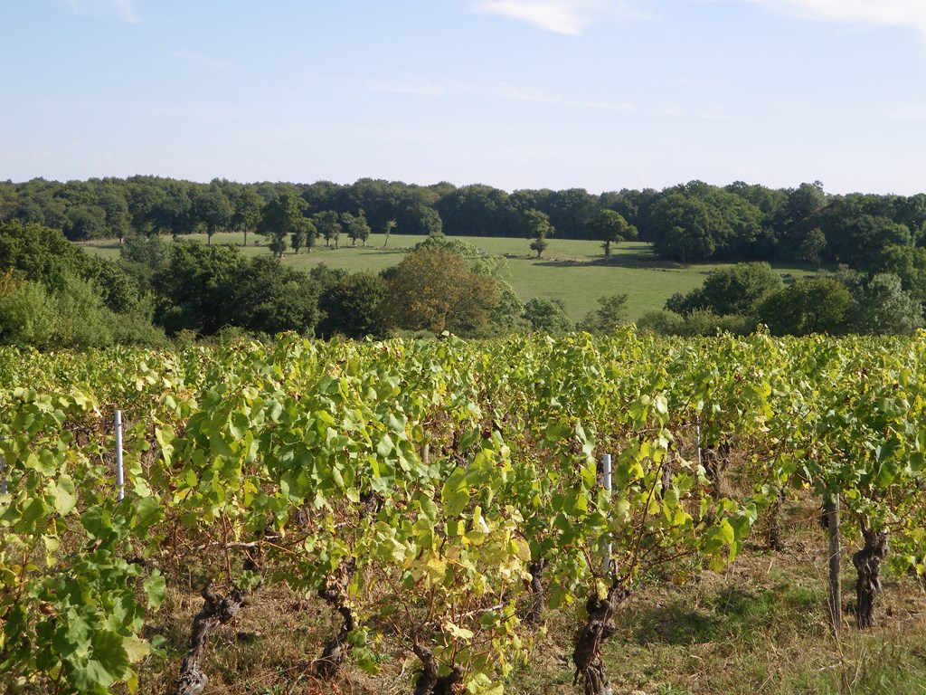 circuit-les-piliers-le-landreau-levignoblenantes-tourisme--6--2161394069